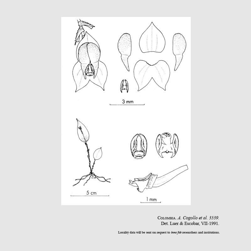 Lepanthes cogolloi